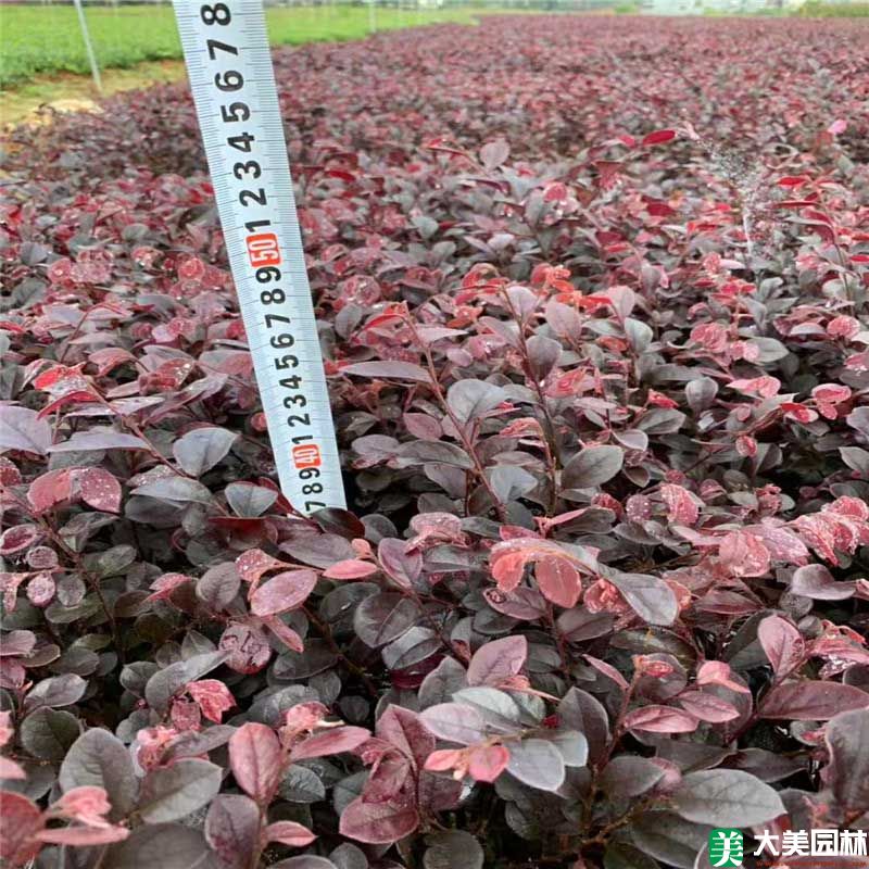 紅繼木小苗