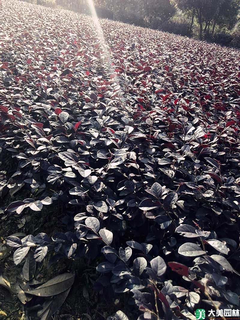 紅繼木小苗
