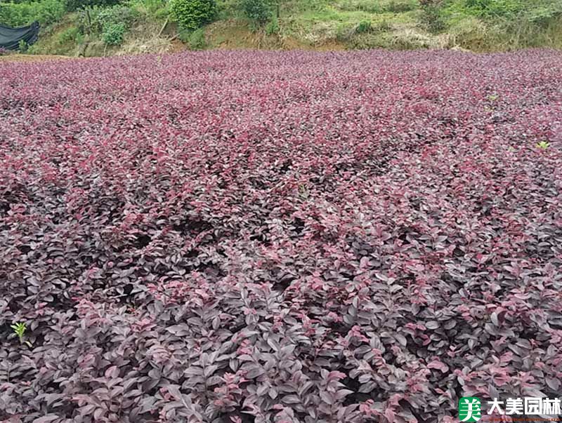 紅繼木小苗