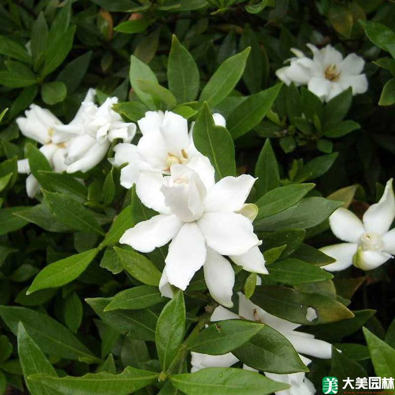 小葉栀子(zǐ)花小苗