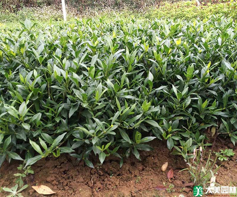 小葉栀子(zǐ)花小苗