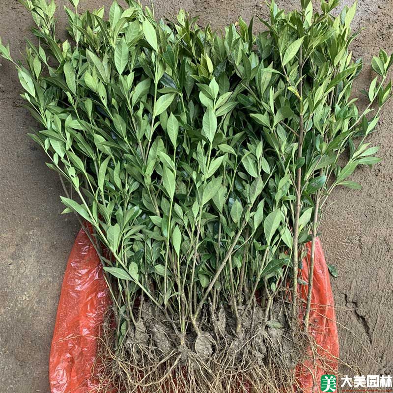 小葉栀子(zǐ)花小苗