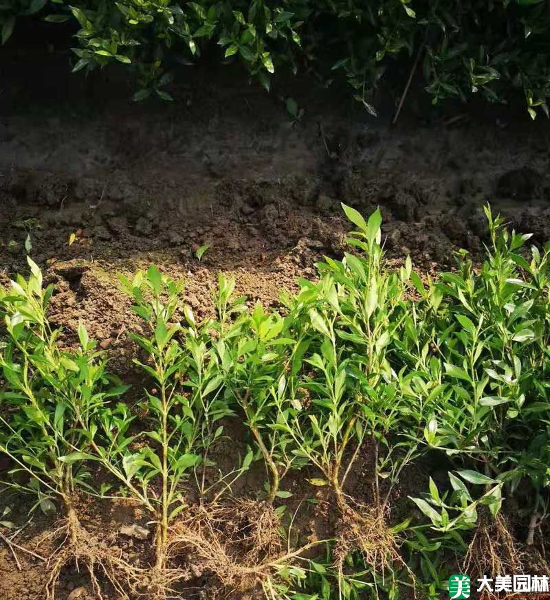 小葉栀子(zǐ)花小苗