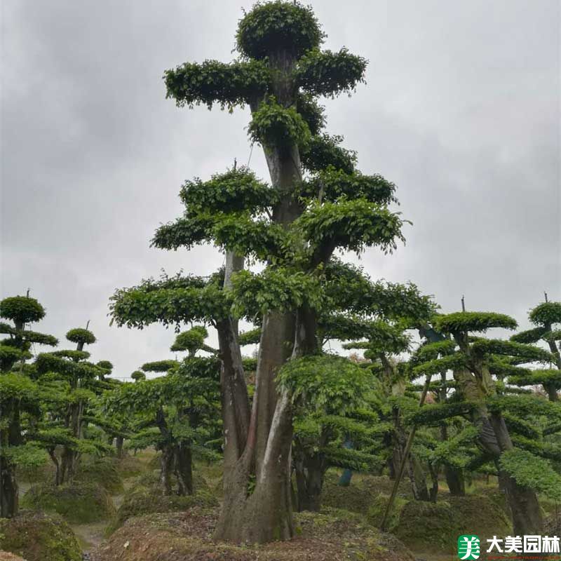 造型榆樹