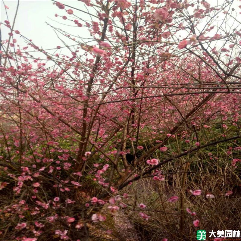 臘梅