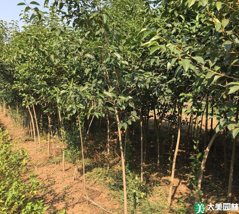 大(dà)葉女貞