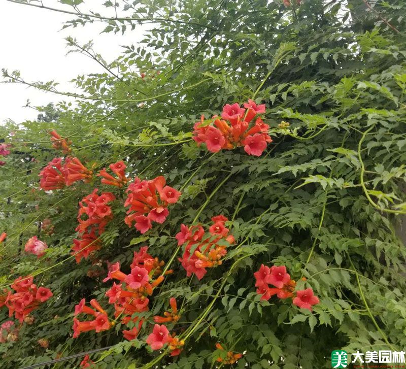 淩霄
