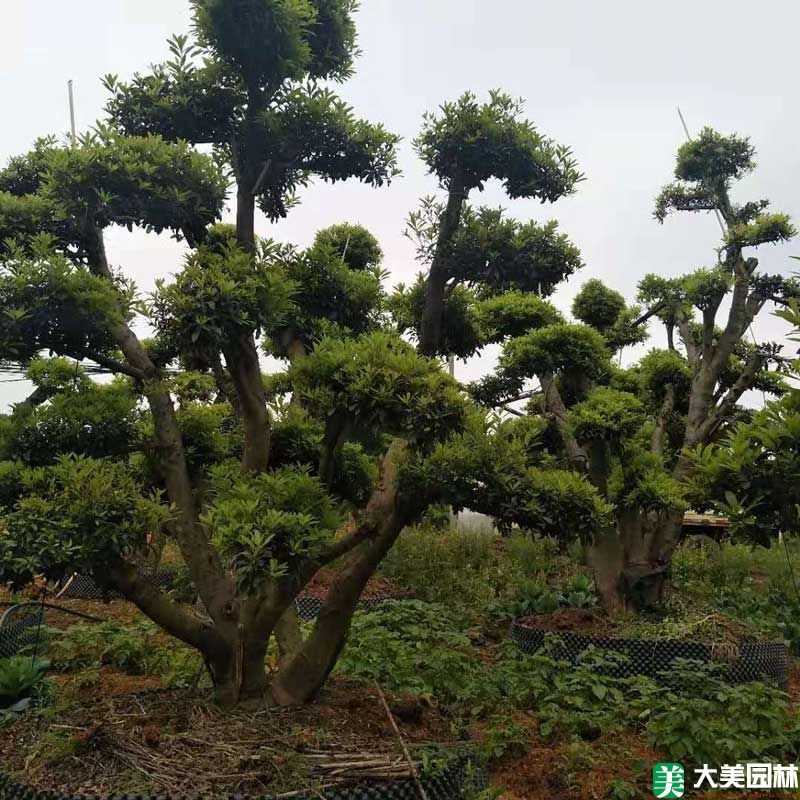 造型楊梅樹