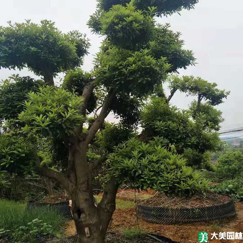 造型楊梅樹