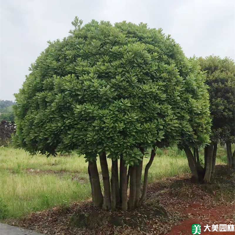 造型楊梅樹