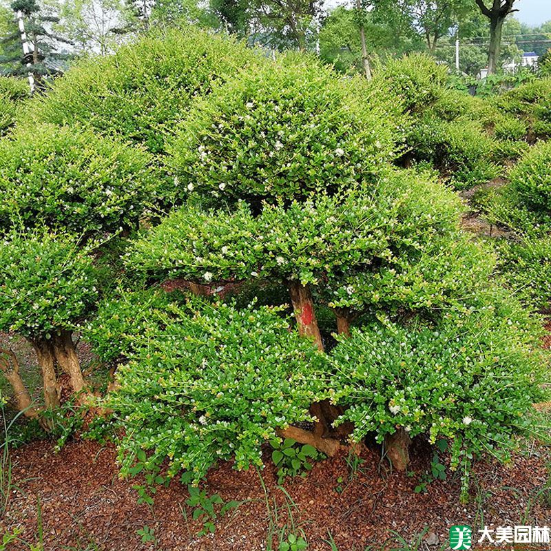 造型瓜子(zǐ)黃楊