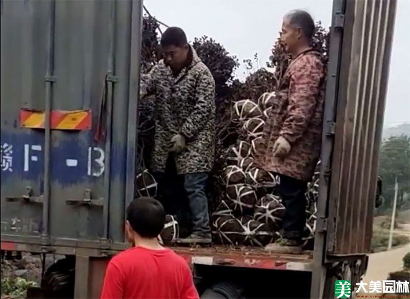 苗木發貨實拍