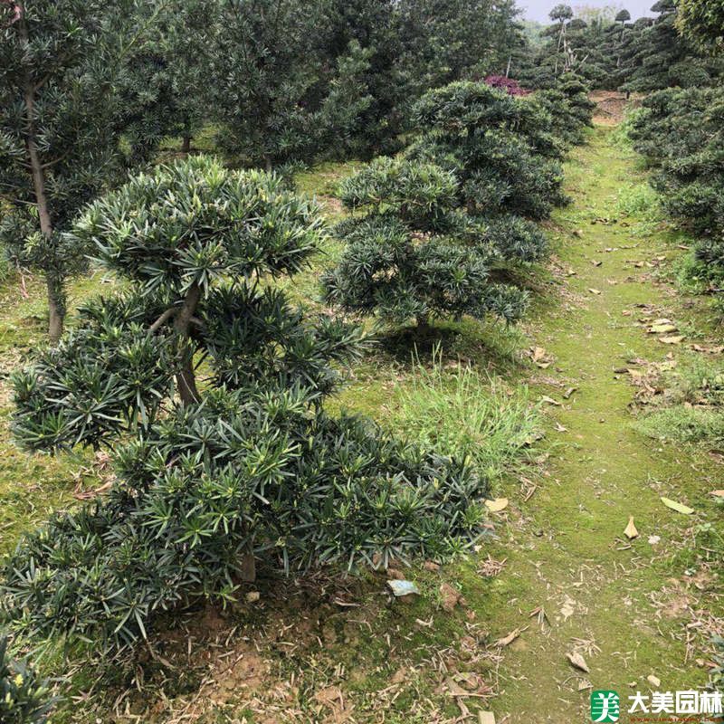 苗圃裏的(de)羅漢松