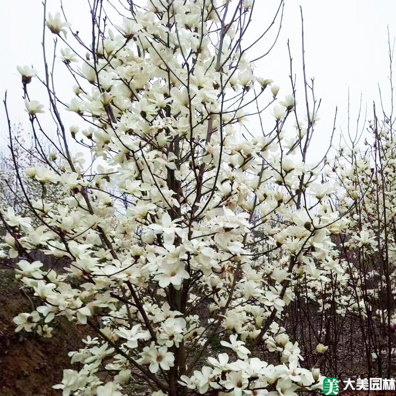 白玉蘭