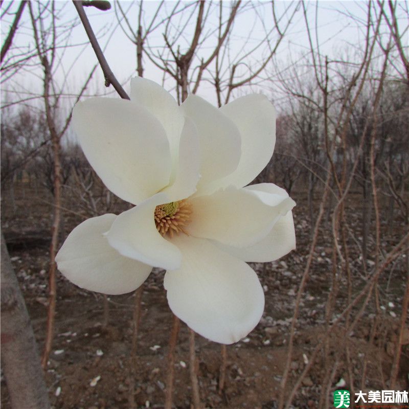 白玉蘭