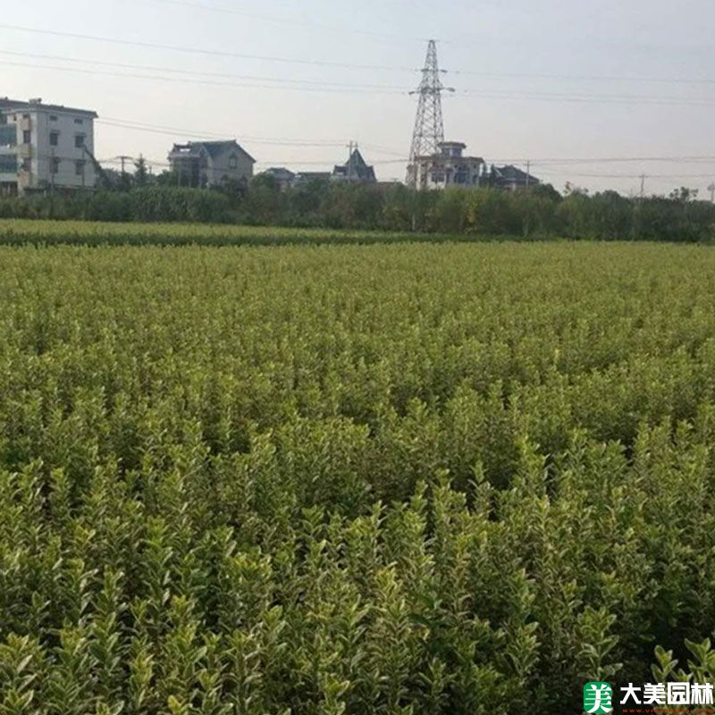 金邊黃楊