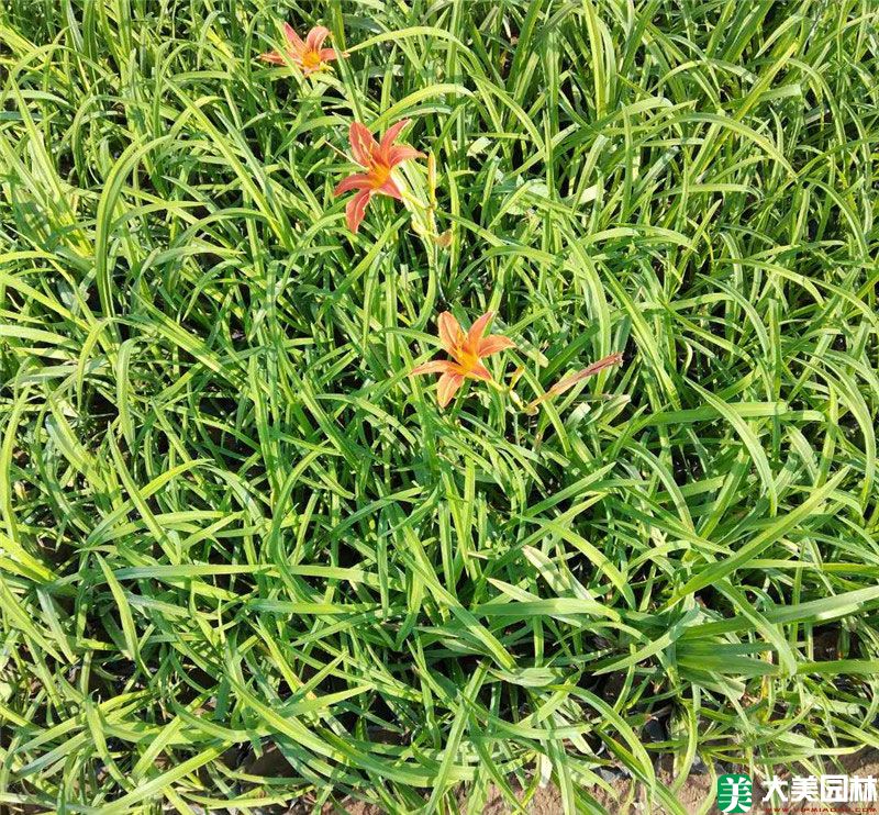大(dà)花萱草