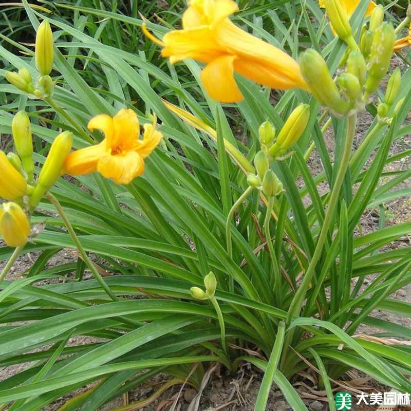 大(dà)花萱草