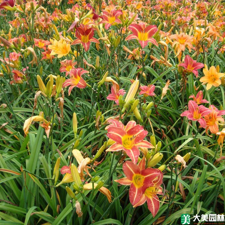大(dà)花萱草