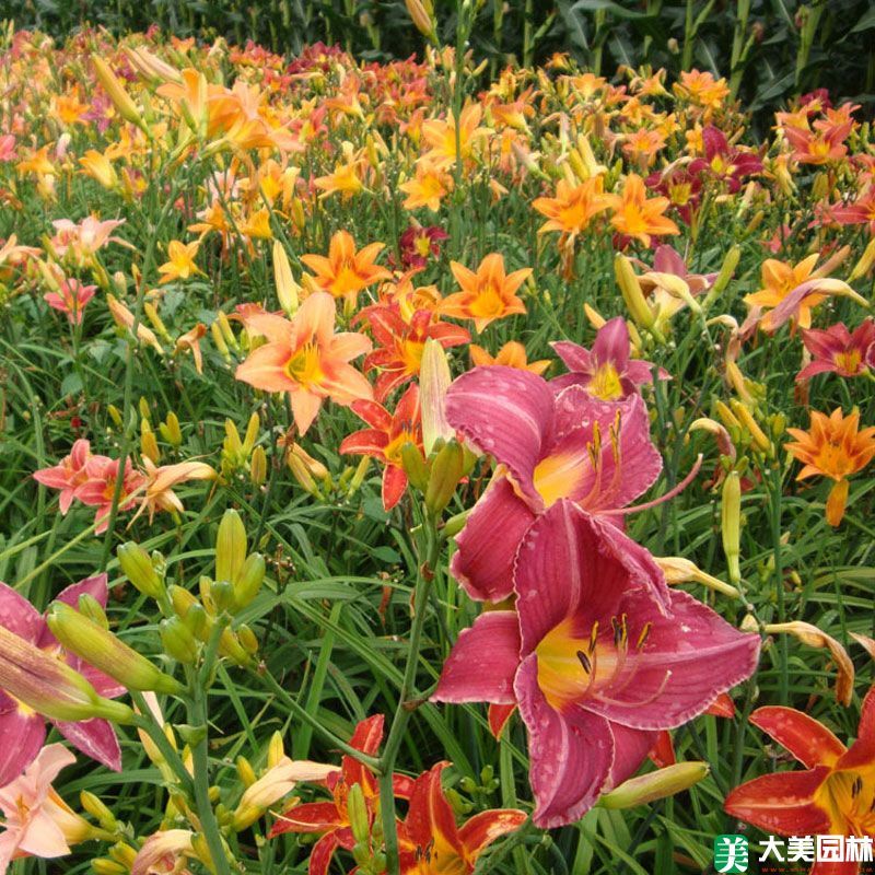 大(dà)花萱草