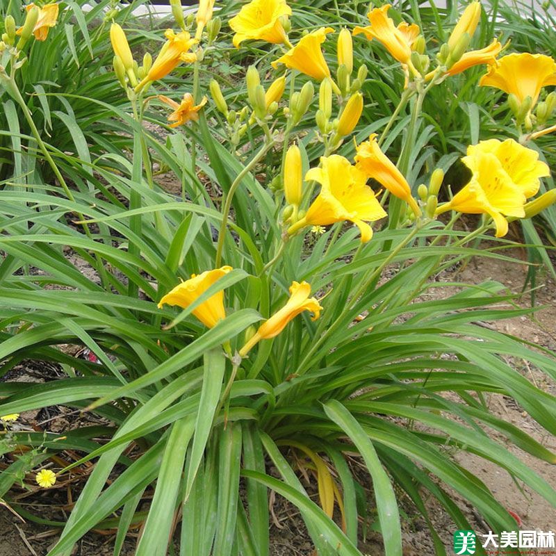 大(dà)花萱草