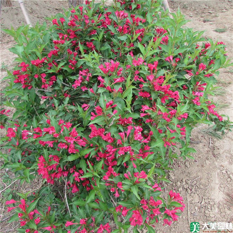 紅王子(zǐ)錦帶