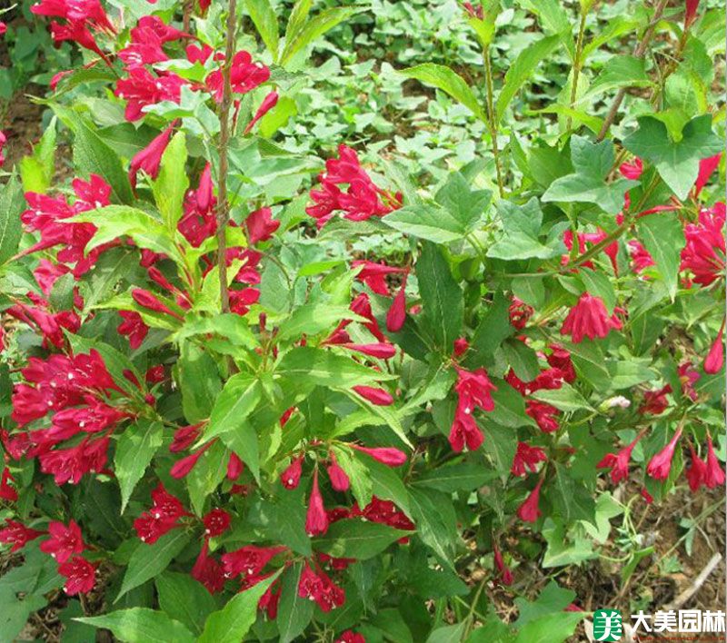 紅王子(zǐ)錦帶