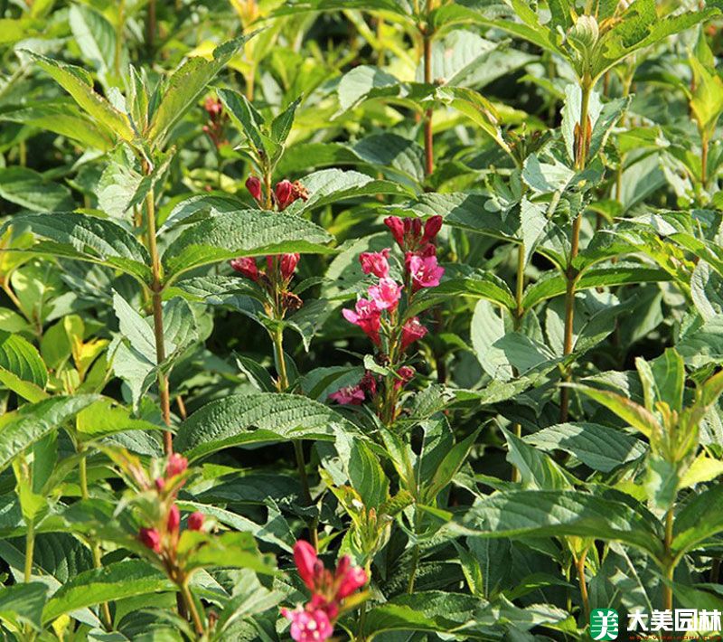 紅王子(zǐ)錦帶