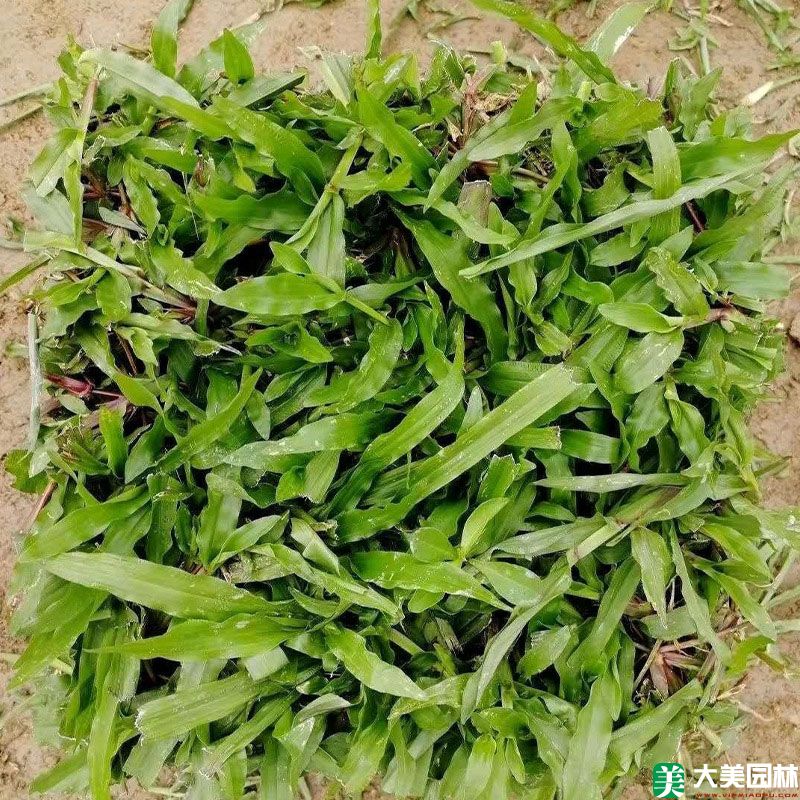 大(dà)葉油草