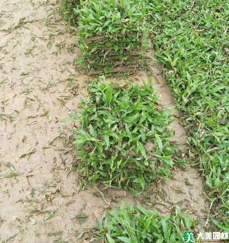 大(dà)葉油草
