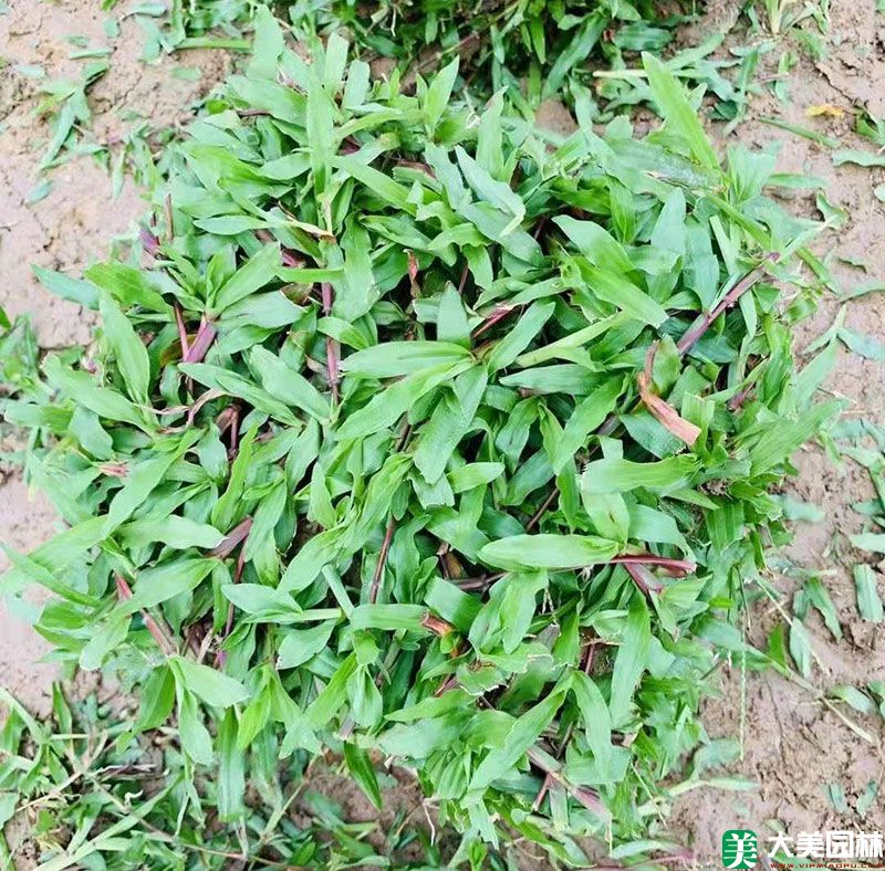 大(dà)葉油草
