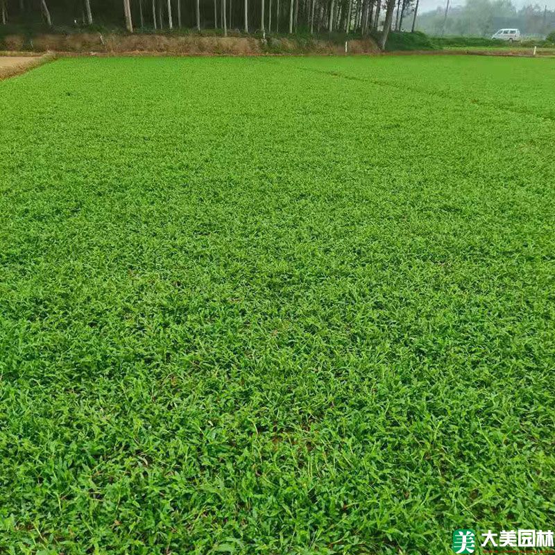 大(dà)葉油草