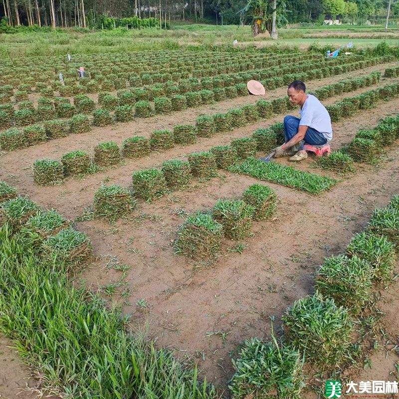 大(dà)葉油草