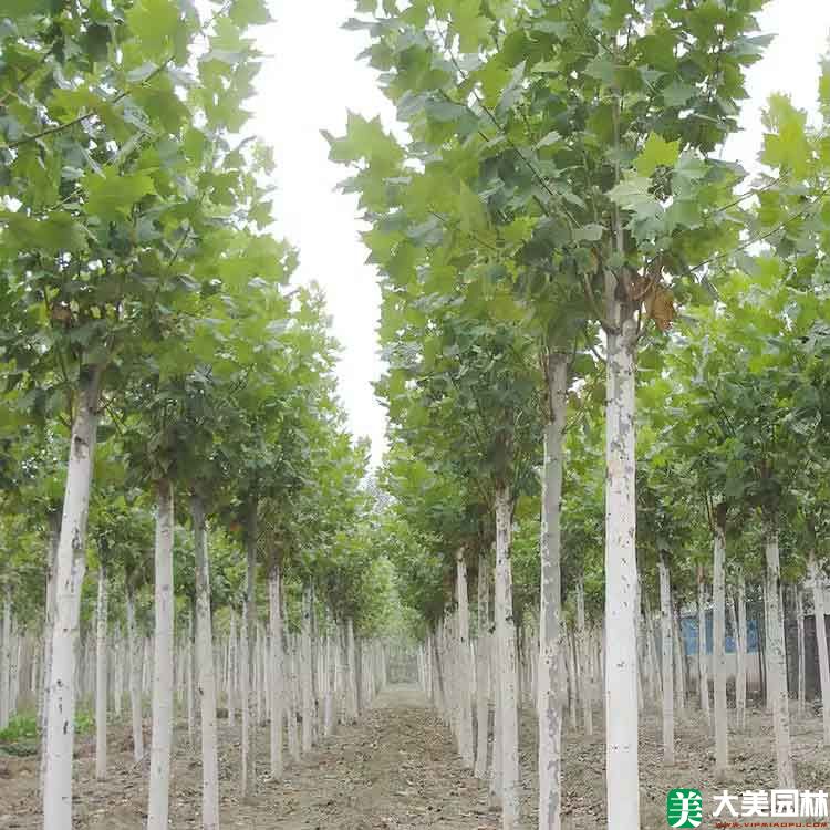 法國(guó)梧桐