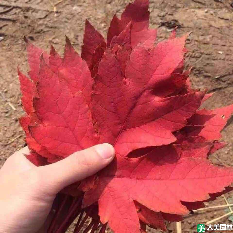 美國(guó)紅楓的(de)葉片