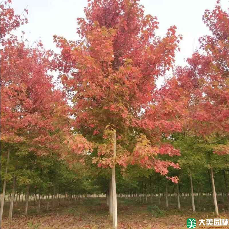 美國(guó)紅楓