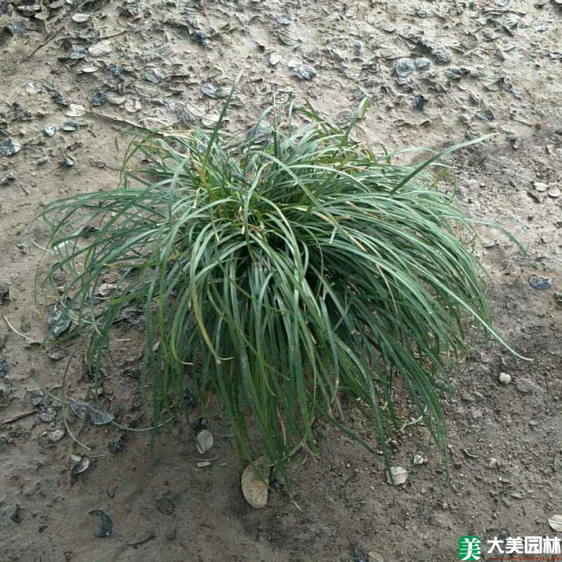 麥冬草