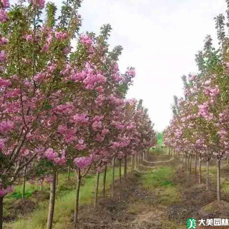 櫻花樹