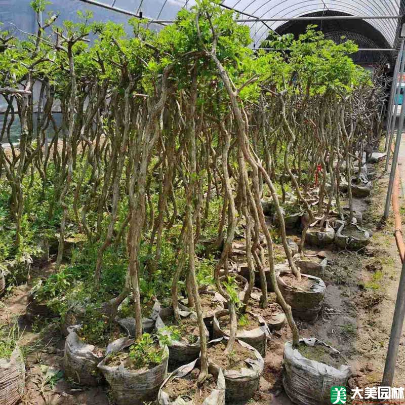 淩霄