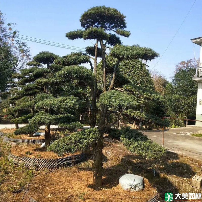 造型羅漢松