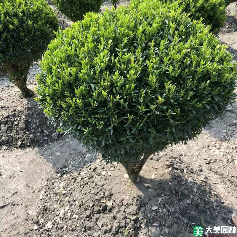 瓜子(zǐ)黃楊球