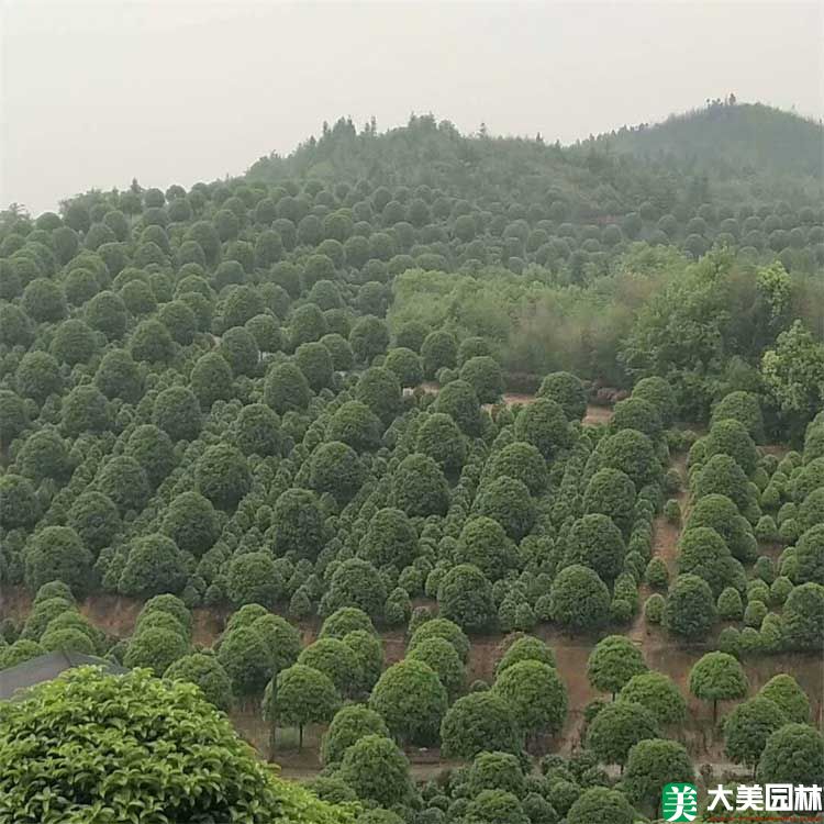 苗圃中的(de)桂花樹