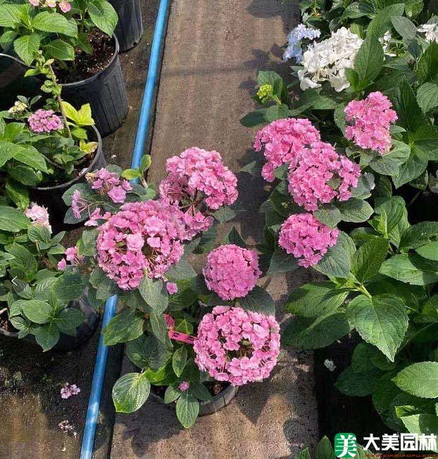 繡球花