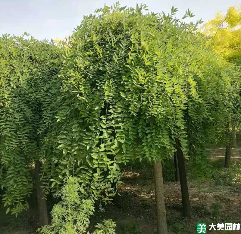 龍爪槐