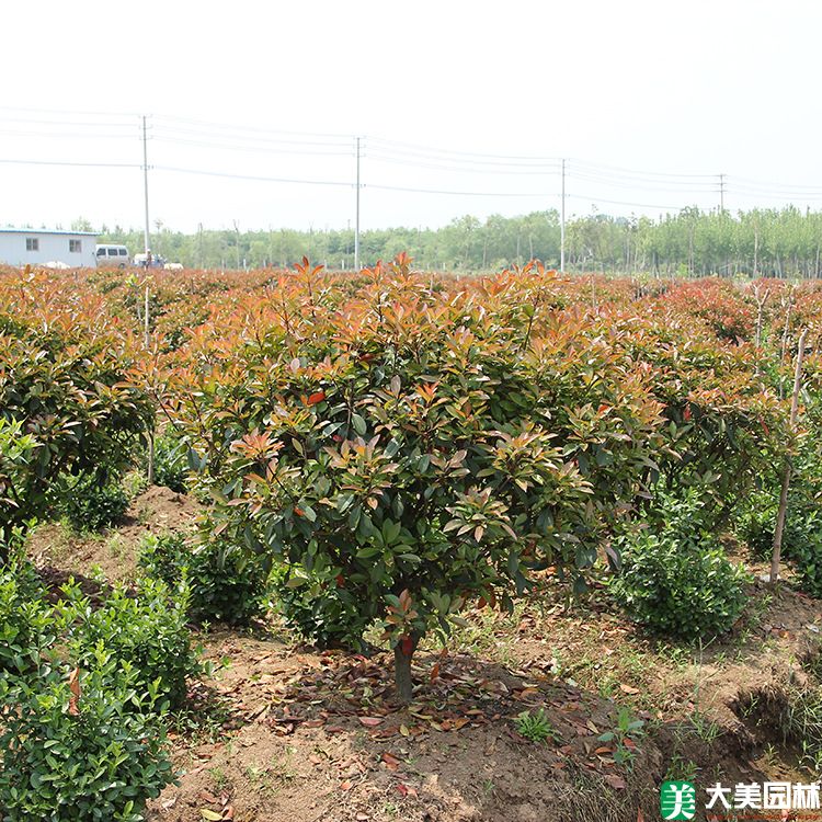紅葉石楠