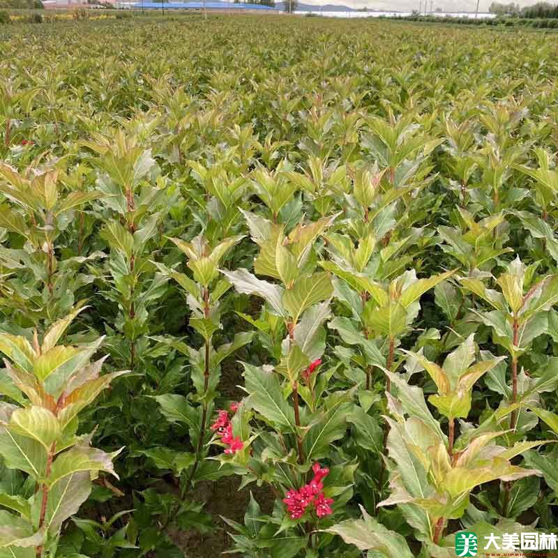 紅王子(zǐ)錦帶