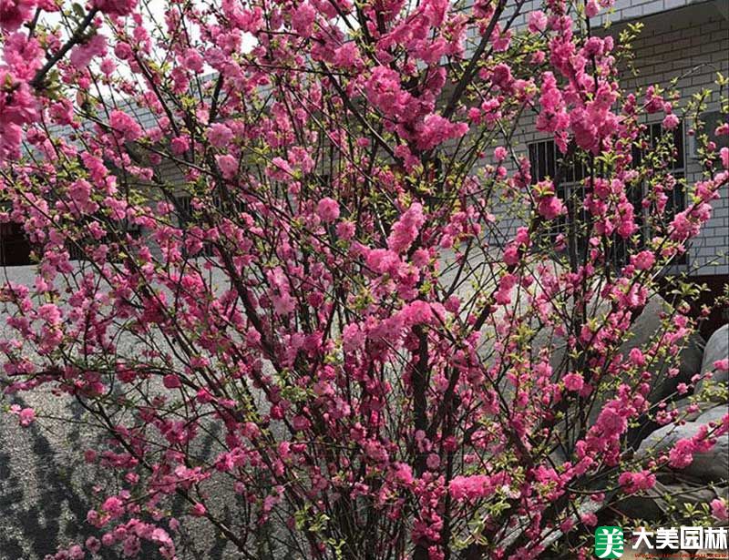 美人(rén)梅