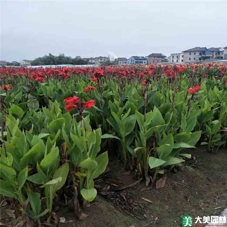 美人(rén)蕉