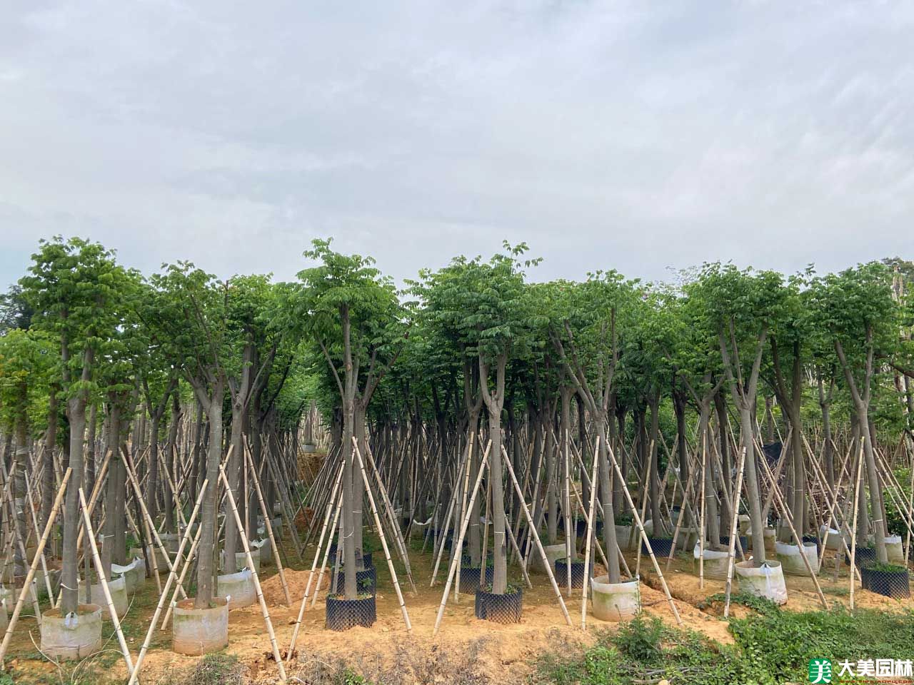 栾樹