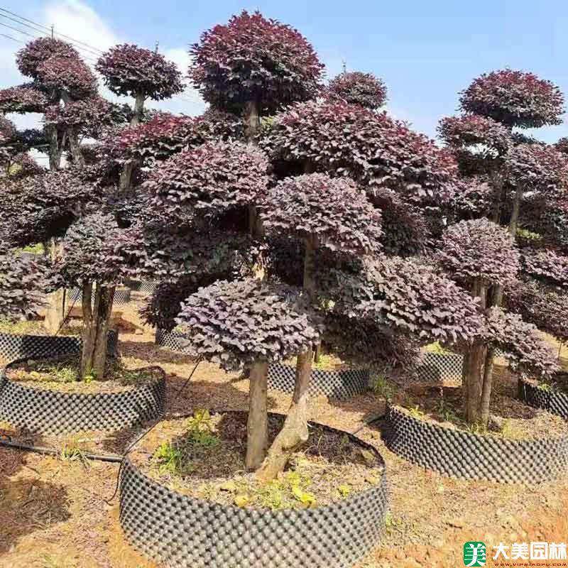 造型紅花檵木
